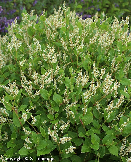 Aconogonon nakaii (Polygonum nakaii) - pikkuröyhytatar